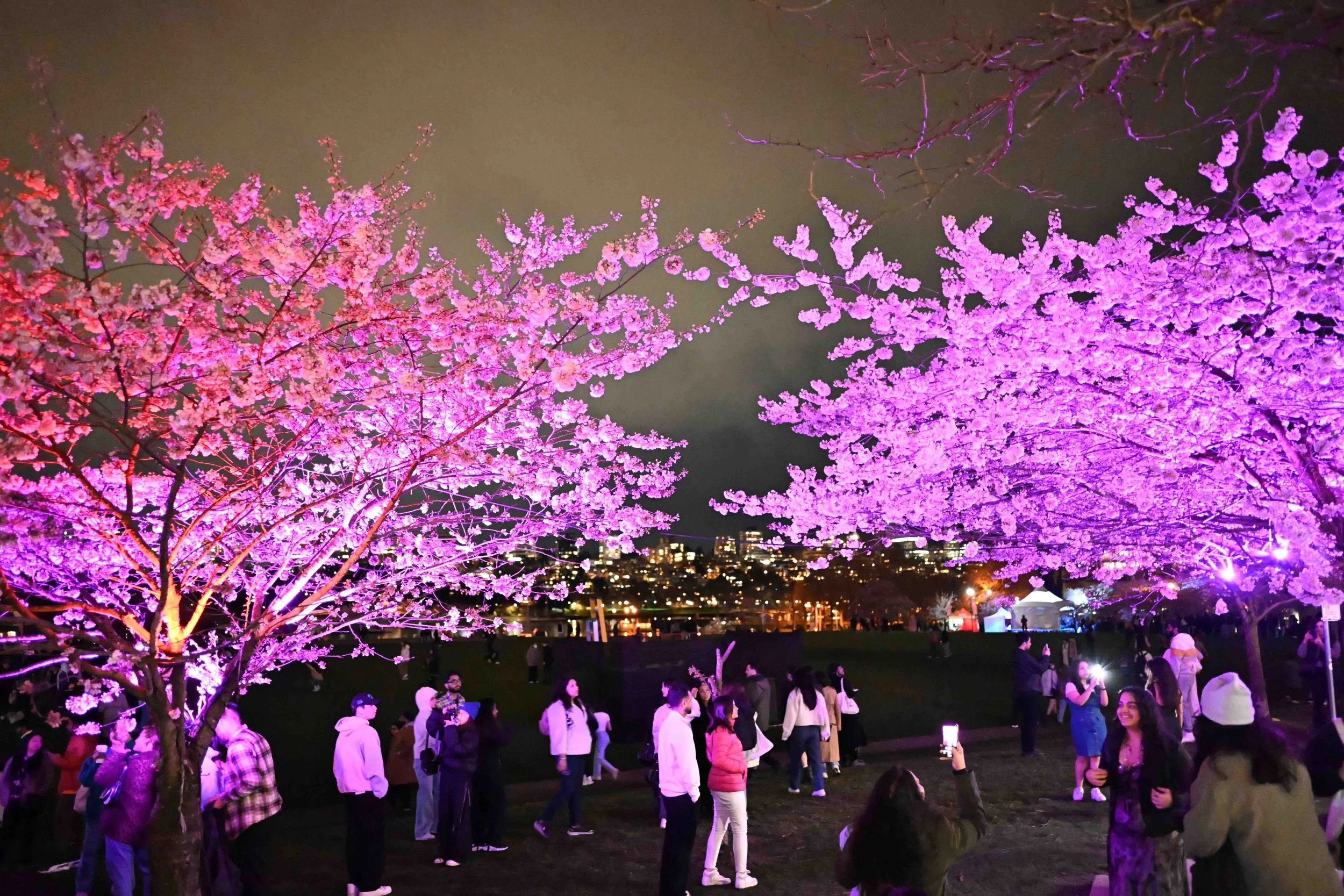 No30 Cherryblossom❀プリンセスピンク フラワーガーランド Ahead of the 20th Vancouver Cherry Blossom Festival, founder Linda